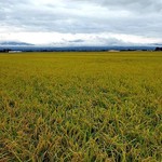 緑のイスキア - 【参考】水田の奥に月山が見えました（大部分が雲に隠れています）