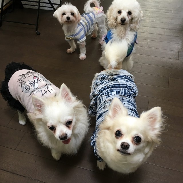 写真 保護犬カフェ 西八王子店 西八王子/その他 [食べログ]