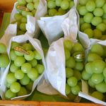 フルーツ ハーベスト 田中農園 - 