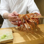 東麻布 天本 - ボタンエビ