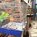 イノダコーヒ 本店 - インコがいました