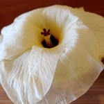 がふうあん - オクラの花