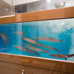 活烏賊と炭焼 のすけ