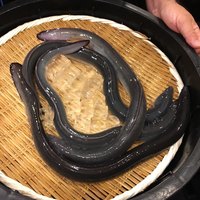 入谷鬼子母神門前のだや - 