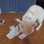 ヤオヨシ - 割引券