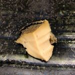 鮨おばな - 蒸し鮑