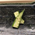 鮨おばな - オクラ