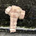 鮨おばな - シャコ