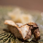 うを徳 - 蝦夷（えぞ）松茸（まつたけ）