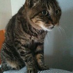 深大寺門前そば - 