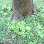 マルタ - ここにはフキが。