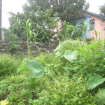 マルタ - トウモロコシ