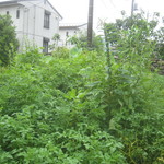 マルタ - ゴマとトマトが元気いい。