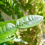 虎屋菓寮 - バイマックルーの上の月の玉？