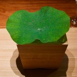 カモシヤ クスモト - 