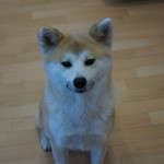 秋田 てんぷら みかわ - 