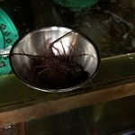 磯料理 かね八寿し - 