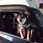 ピッザピッザピッザ - 