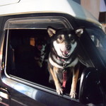 ピッザピッザピッザ - 