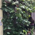 旧ヤム邸  - 葡萄？