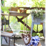 花七曜 - マナちゃんも一緒におじゃましました