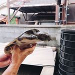 すっぽん きたむら - 