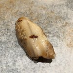 鮨 つぼみ - 