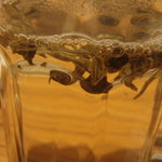 粥餐庁 - 最初は葉っぱが浮く