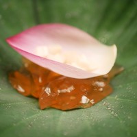 緒方 - スッポンの煮こごり 生姜