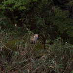 十勝岳温泉 湯元 凌雲閣 - 美しすぎる夕暮れを堪能して部屋に戻ると、なんと窓の外にお客様を発見！