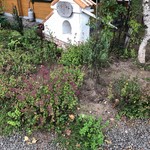 あるうのぱいん - お店の前、ドングリ落ちてます