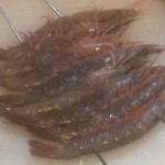 地魚料理 ますだ - しらさ海老