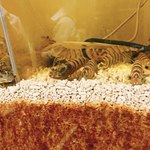 蕎麦切り わたなべ - 