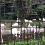 まるわ - 桐生が岡動物園