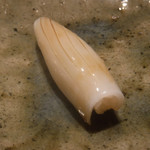 寿し おおはた - 