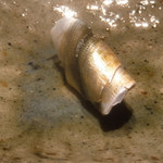 寿し おおはた - 