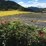 四季の郷志むら - 