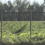 八紘学園 農産物直売所 - 【2018年09月】直売所横の農場、トウモロコシ畑が台風の風で倒伏してました、心配。