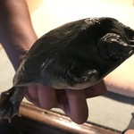 大市 - すっぽん 5年物