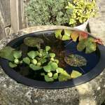 トモッティーナ - 