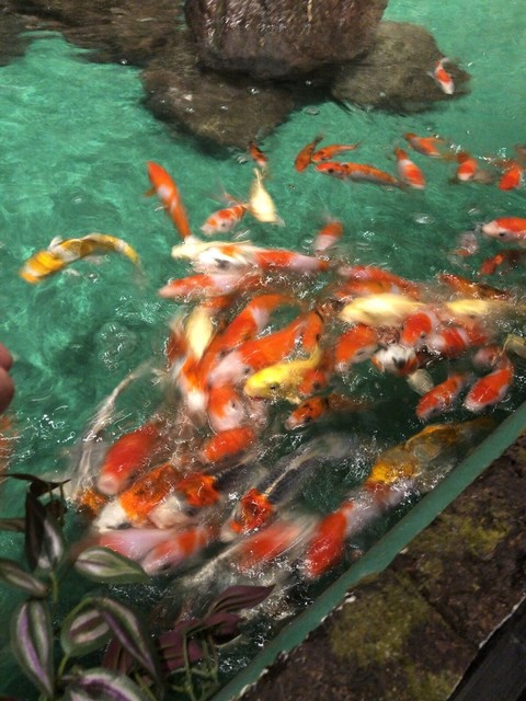 鯉にエサやりもできてなんだか殿様気分 笑 By 鉄道王 いけす鶴八 寿司鮮 名古屋 寿司 食べログ 鯉にエサやりもできてなんだか殿様気分 笑 By 鉄道王 いけす鶴八 寿司鮮 名古屋 寿司 食べログ