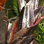 旬酔基じ - 秋刀魚のお刺身♬︎