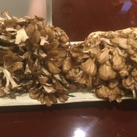 旬彩天 つちや - 