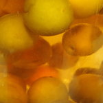 喜久水庵 - そろそろな梅酒の味見とか