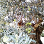 小笠原伯爵邸 - 庭園のオリーブの樹