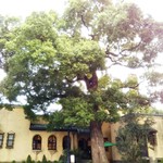 小笠原伯爵邸 - 