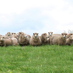 ラム肉バル 結 - 