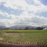 ヒバリカフェ - 