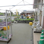 農産物直売所 ぽんぽこ - 花卉販売