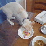 農産物直売所 ぽんぽこ - 食べてみた